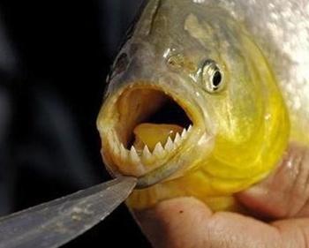 长着人类牙齿的鱼你见过吗