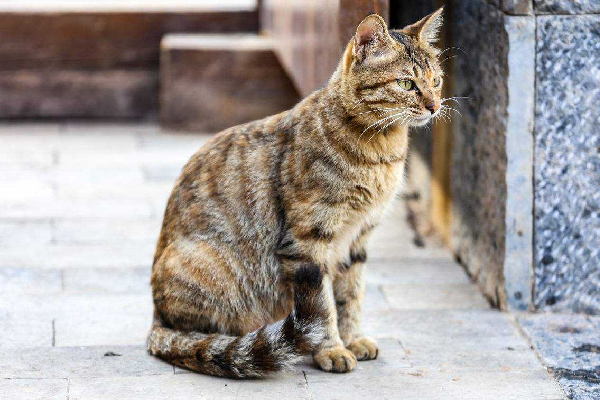 中国的狸花猫在国外被嫌弃 这是真的吗