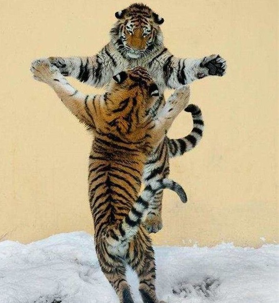 老虎的六大技能它很会游泳你知道吗