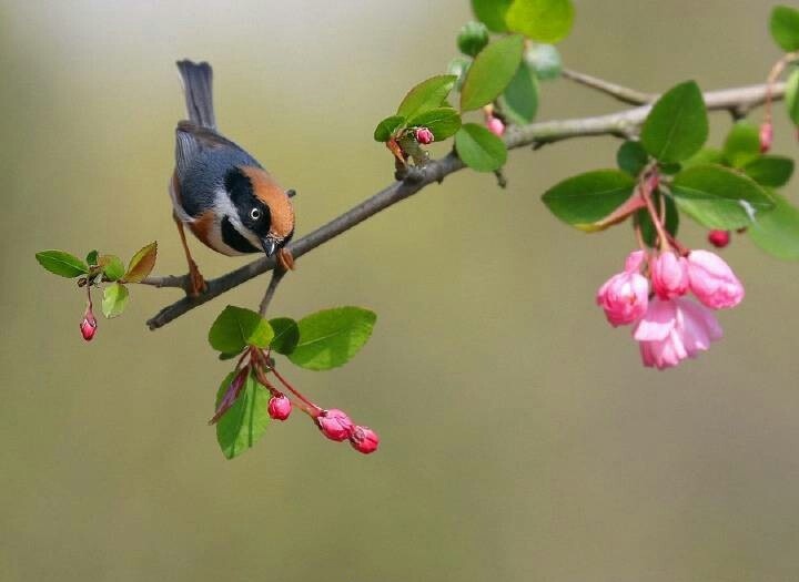 春诗十六首:最古的诗,四个字就把春天写绝了