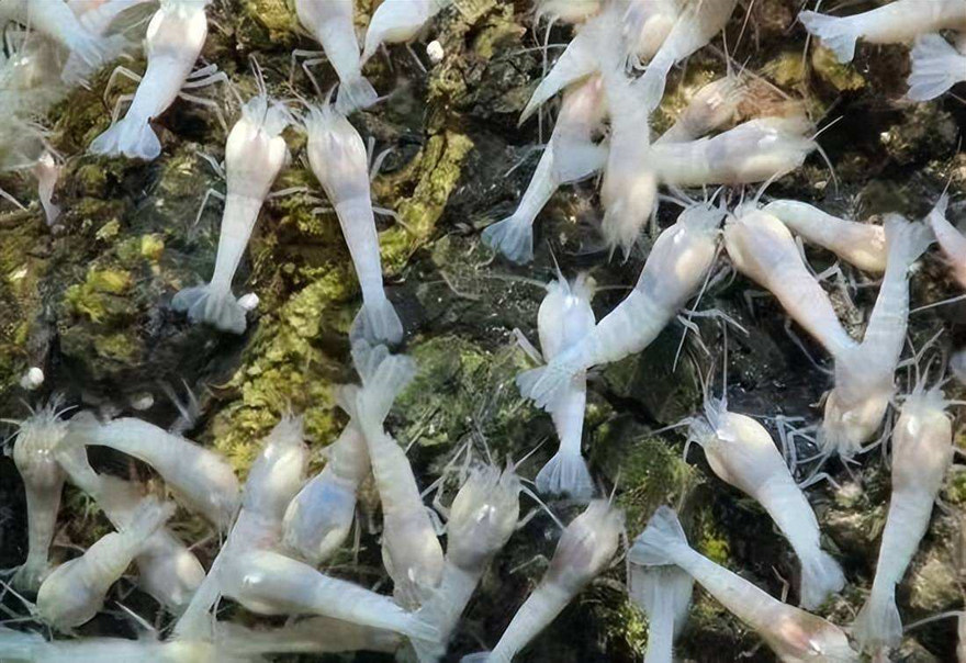 生活在海底火山口旁的白色盲虾,网友:能煮熟吗?