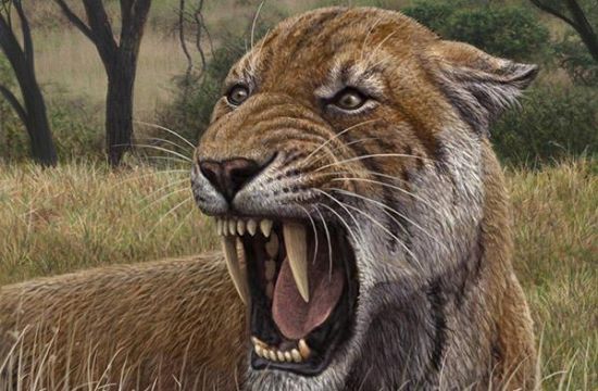 最大的猫科性动物 牙齿比野猪雄兽的獠牙还要大