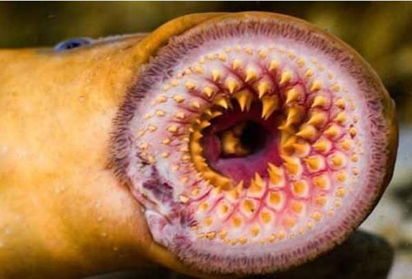 老外河里洗澡发现僵尸鱼,这个样子简直太吓人了!