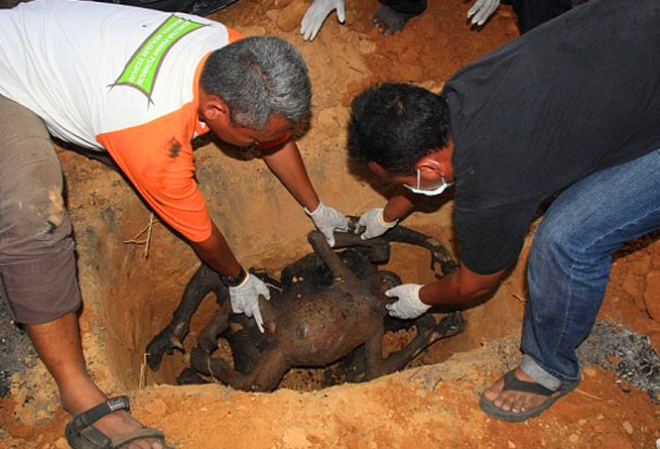 树林里出现诡异的"焦尸",围观居民知晓后怒骂不止