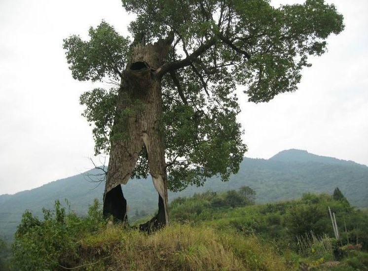 直击全球最牛逼的10棵树让你感叹生命的顽强