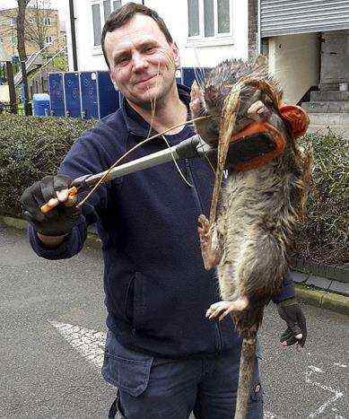 科学家培育出有强健肌肉的巨鼠