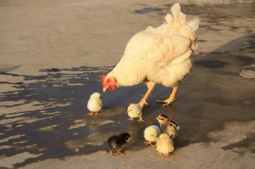 Ů�ӳ��Ŵ򹤣������������Ƶʱ�����ޣ�����̾˵��Ƿ���ǵ�ѽ