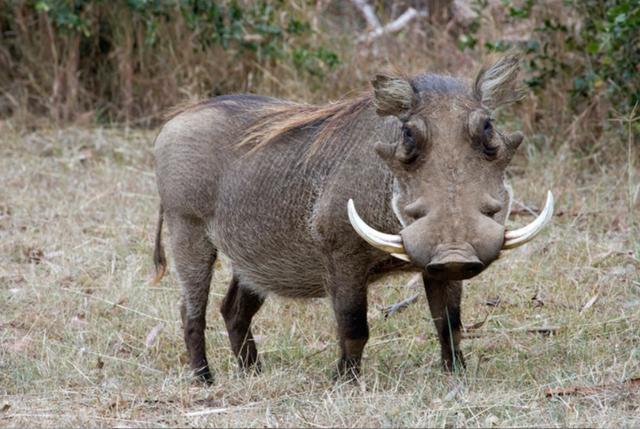 高鼻羚羊与其描述最为相似,长鼻子遮住了嘴《山海经·中山经》:有兽焉