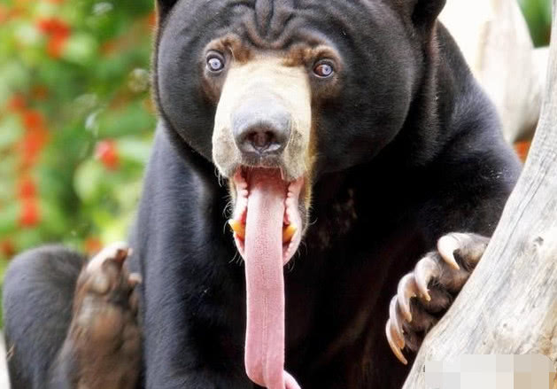 熊瞎子的舌头图片