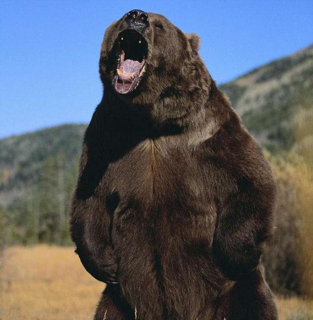 在熊面前装死为啥有时能逃过一劫难道熊真傻