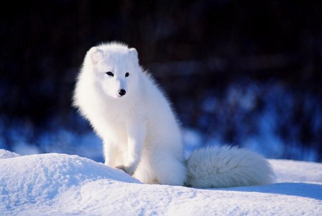 妲己是九尾狐变得,那现实中真有九尾狐么?