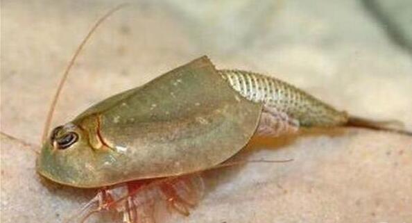 这种地震带来的远古龙虾,活了3亿多年的化石级龙虾,你敢吃吗?