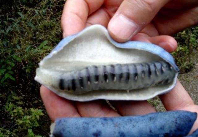 世界上最恶心的水果看到它的样子我被恶心到了