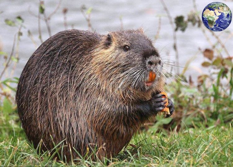 南美洲有一种体重达三十斤的"大老鼠",非常善于游泳
