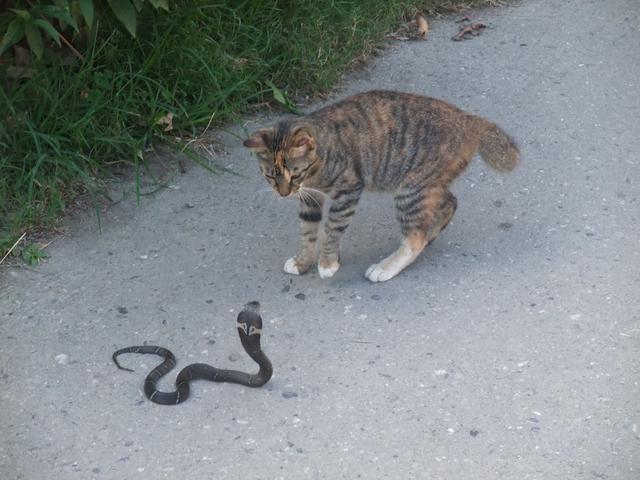 为什么猫不害怕蛇?