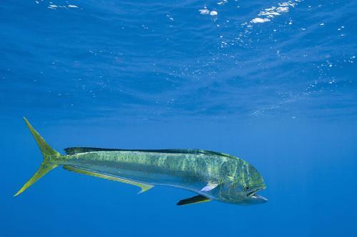 这鱼吸毒?美国渔民观察鱼群后打捞出价值百万毒品