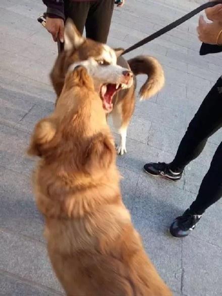 金毛:那我不客气了呦!二哈:狗犊子,来咬架啊!