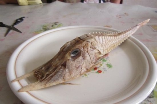 英国发现奇怪生物 当地称其为盔甲鱼