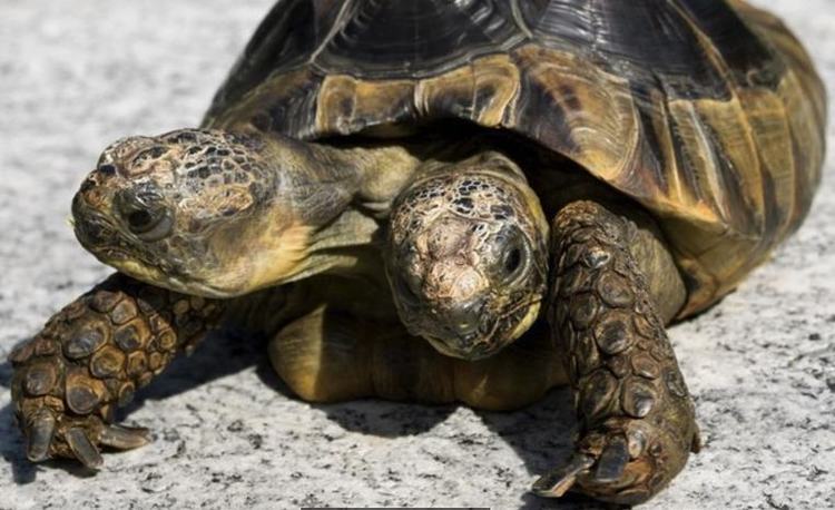 瑞士双头乌龟迎来20岁生日打破世界纪录,在自然界中无法存活