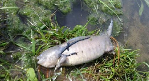 池塘发现四脚怪鱼或是灭绝物种